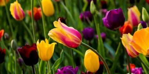 Kada saditi tulipane u jesen na uralu